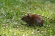 Bank Vole